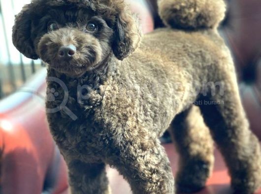 Safkan Brown Poodle Yavrumuz görsel