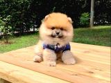 Safkan Ve Sağlıklı Pomeranian Boo Yavrularımız