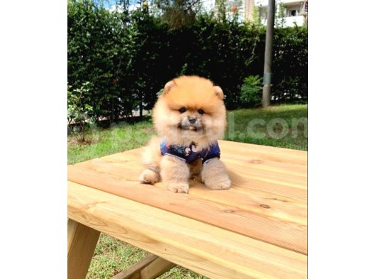 Safkan Ve Sağlıklı Pomeranian Boo Yavrularımız görsel