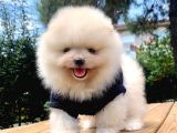 Safkan Ve Sağlıklı Pomeranian Boo Yavrularımız