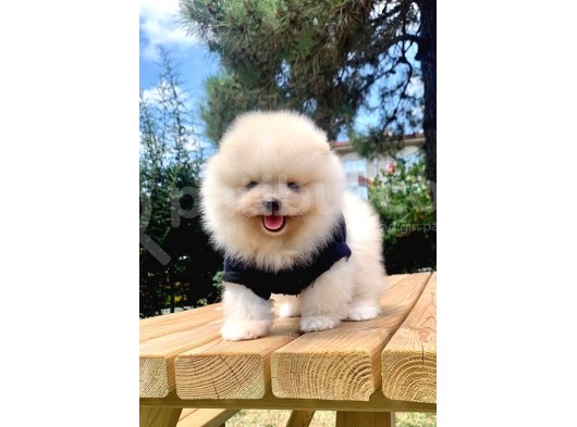 Safkan Ve Sağlıklı Pomeranian Boo Yavrularımız görsel
