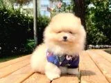 Safkan ve Sağlıklı Pomeranian Boo Yavrularımız