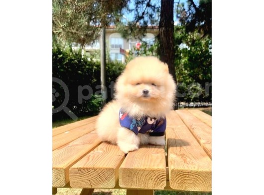 Safkan Ve Sağlıklı Pomeranian Boo Yavrularımız görsel