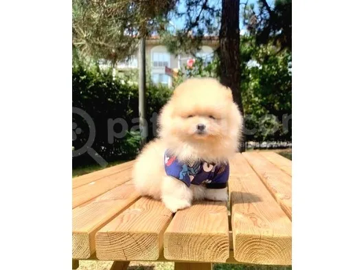 Safkan Ve Sağlıklı Pomeranian Boo Yavrularımız
