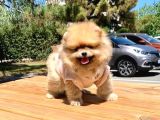 Safkan Ve Sağlıklı Pomeranian Boo Yavrularımız