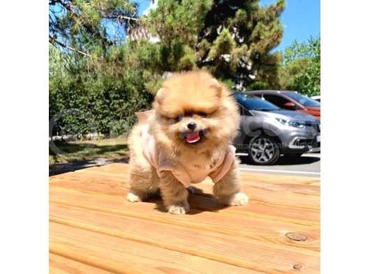 Safkan Ve Sağlıklı Pomeranian Boo Yavrularımız görsel