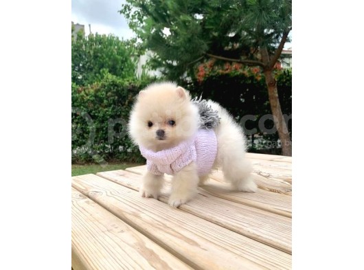 Safkan Ve Sağlıklı Pomeranian Boo Yavrularımız görsel