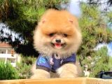 Safkan Ve Sağlıklı Pomeranian Boo Yavrularımız