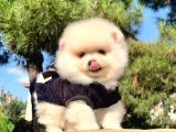 Safkan Ve Sağlıklı Pomeranian Boo Yavrularımız