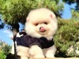 Safkan ve Sağlıklı Pomeranian Boo Yavrularımız