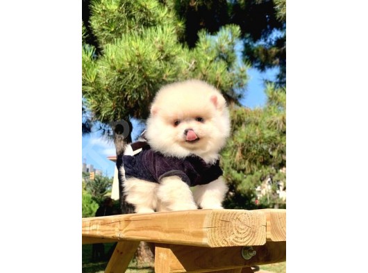 Safkan Ve Sağlıklı Pomeranian Boo Yavrularımız görsel