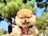 Safkan Ve Sağlıklı Pomeranian Boo Yavrularımız