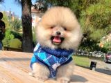 Safkan Ve Sağlıklı Pomeranian Boo Yavrularımız