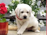 Fci Şecereli Labrador Retriever
