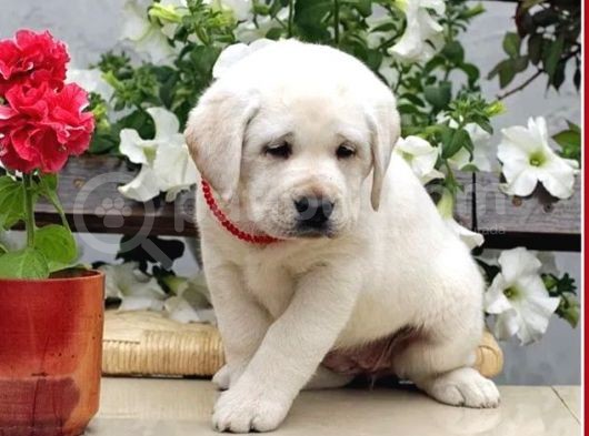 Fci Şecereli Labrador Retriever görsel