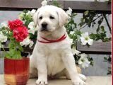 Fci Şecereli Labrador Retriever