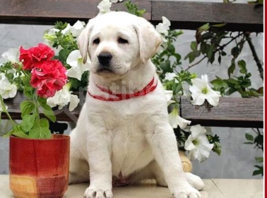 Fci Şecereli Labrador Retriever görsel