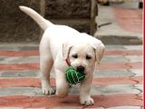 Fci Şecereli Labrador Retriever
