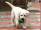 Fci Şecereli Labrador Retriever