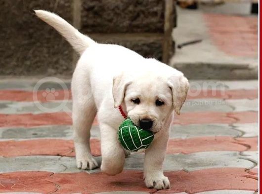 Fci Şecereli Labrador Retriever görsel