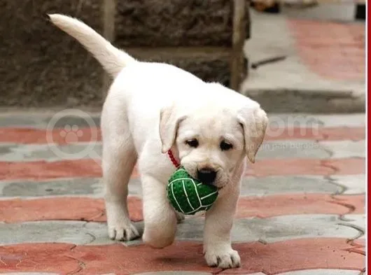 Fci Şecereli Labrador Retriever