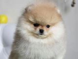 Tedy Face Pomeranian