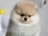 Tedy Face Pomeranian