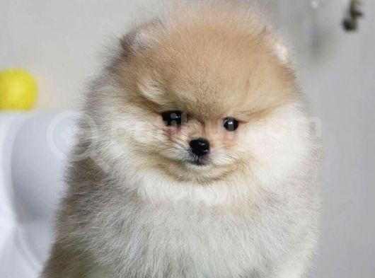 Tedy Face Pomeranian görsel