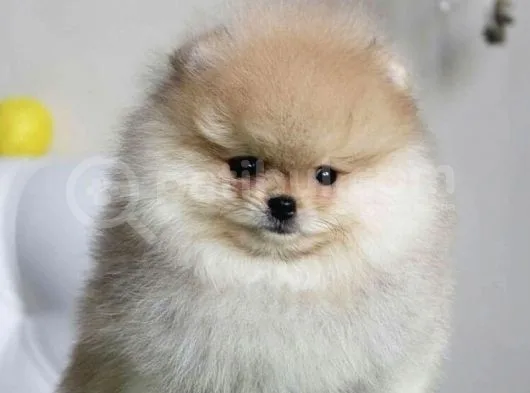 Tedy Face Pomeranian