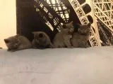 Safkan British Shorthair Yavrular !