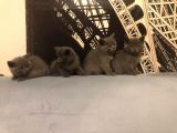 Safkan British Shorthair Yavrular !
