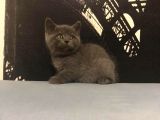 Safkan British Shorthair Yavrular !