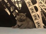 Safkan British Shorthair Yavrular !