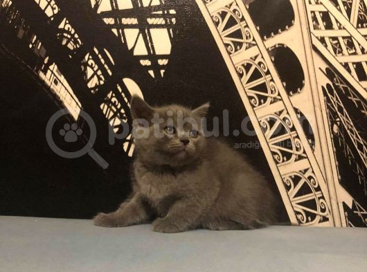 Safkan British Shorthair Yavrular ! görsel