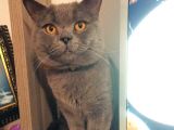 Safkan British Shorthair Yavrular !