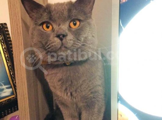 Safkan British Shorthair Yavrular ! görsel