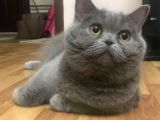 Safkan British Shorthair Yavrular !