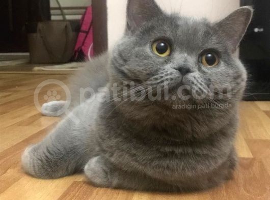 Safkan British Shorthair Yavrular ! görsel