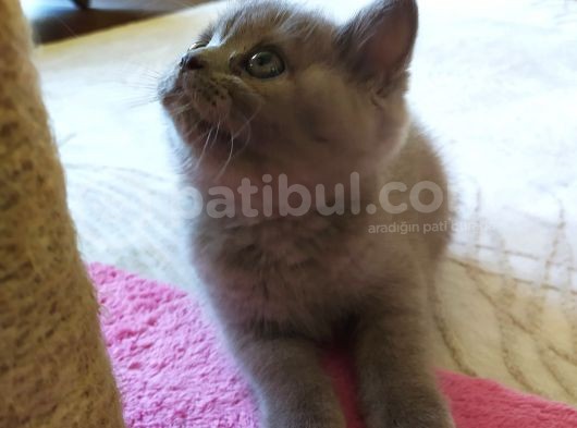 Safkan British Yavrusu görsel
