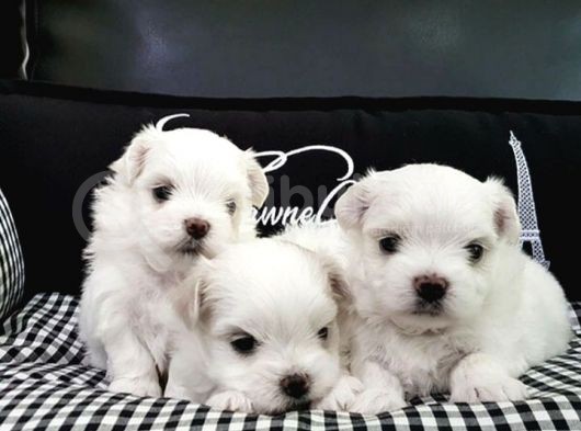 Baby Face Maltese Terier Yavrularımız görsel