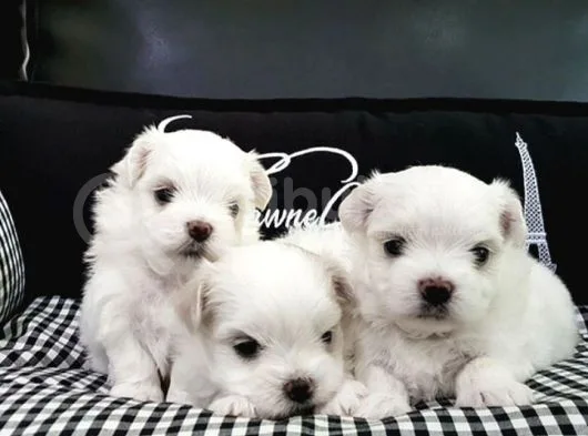 Baby Face Maltese Terier Yavrularımız