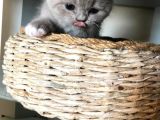 Safkan Bicolor Scottish Fold Yavrularımız Doğdu