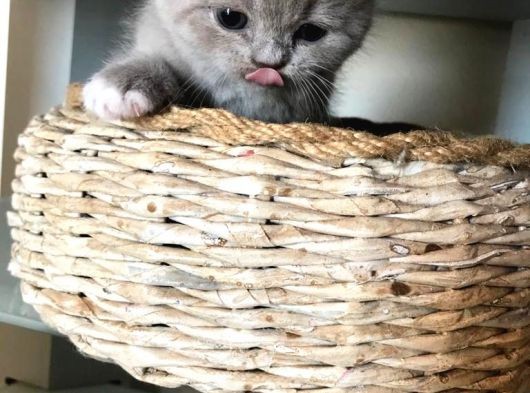Safkan Bicolor Scottish Fold Yavrularımız Doğdu görsel
