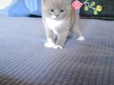 Safkan Bicolor Scottish Fold Yavrularımız Doğdu