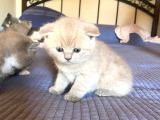 Safkan Bicolor Scottish Fold Yavrularımız Doğdu
