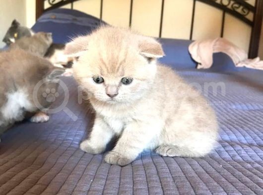 Safkan Bicolor Scottish Fold Yavrularımız Doğdu görsel