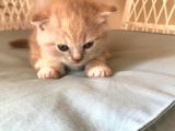 Safkan Bicolor Scottish Fold Yavrularımız Doğdu