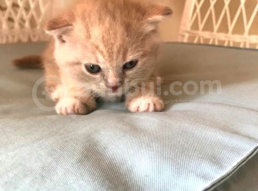 Safkan Bicolor Scottish Fold Yavrularımız Doğdu görsel