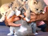 Safkan Bicolor Scottish Fold Yavrularımız Doğdu