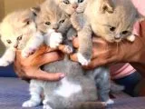 Safkan Bicolor Scottish Fold Yavrularımız Doğdu